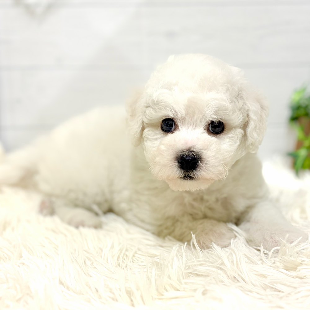 本日は3人のかわいいわんこが仲間入り！！ペットショップ犬の家＆猫の